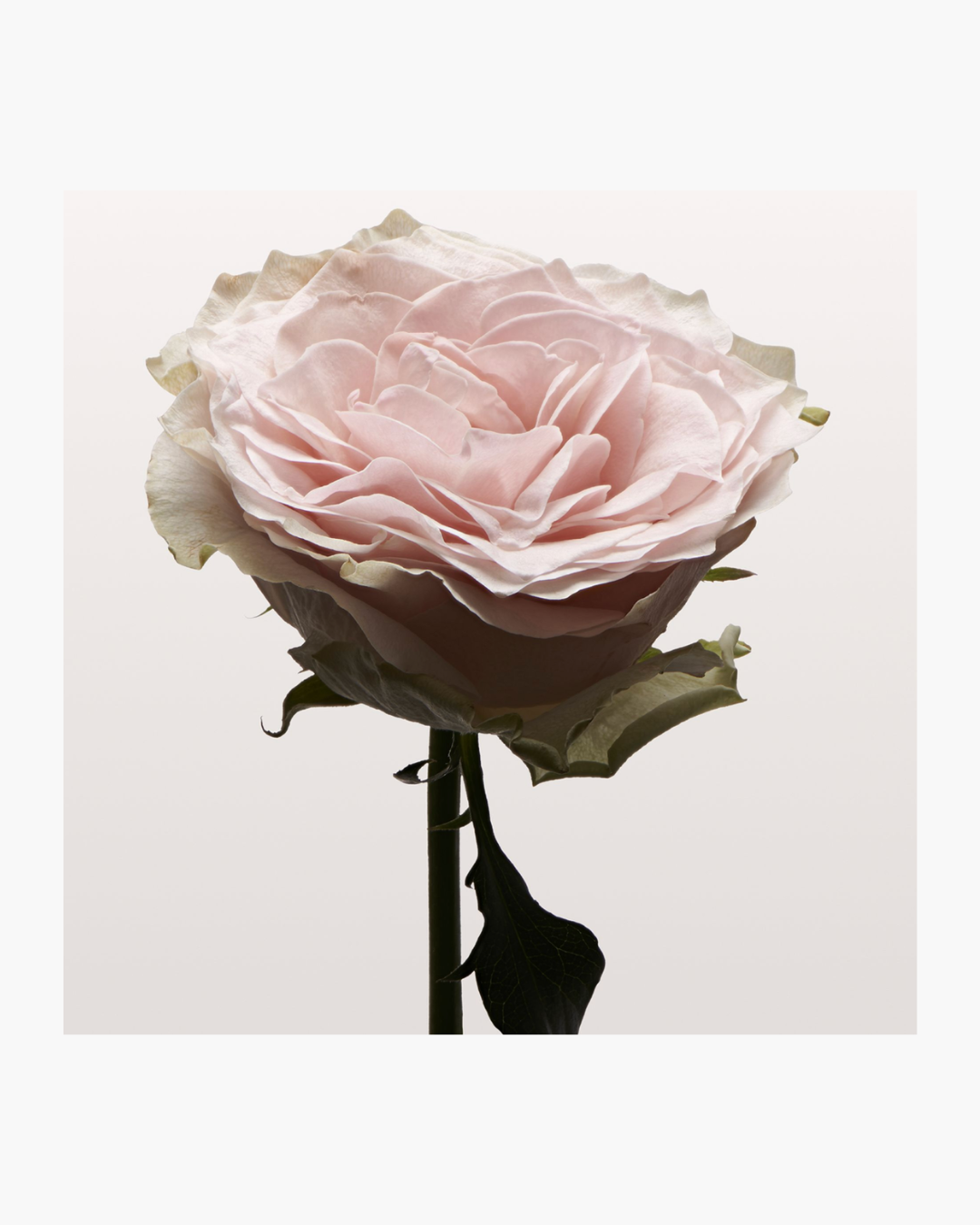 Nonfiction Rose Pale Haarserum-Nebel 100ml