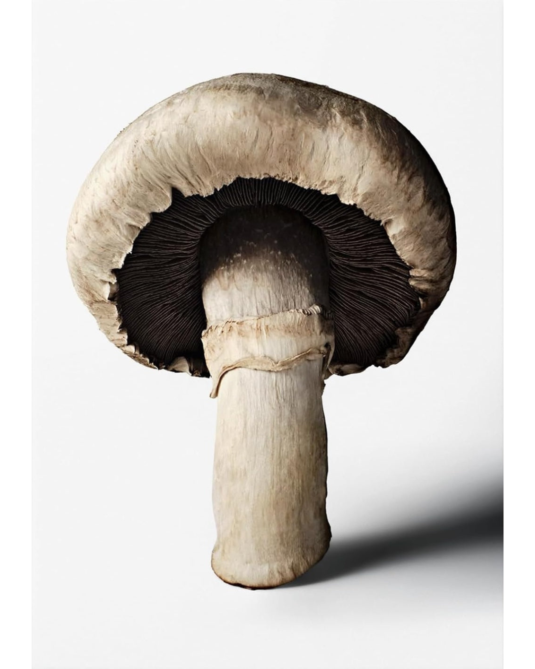 The Gourmand's Mushroom. A Collection of Stories & Recipes