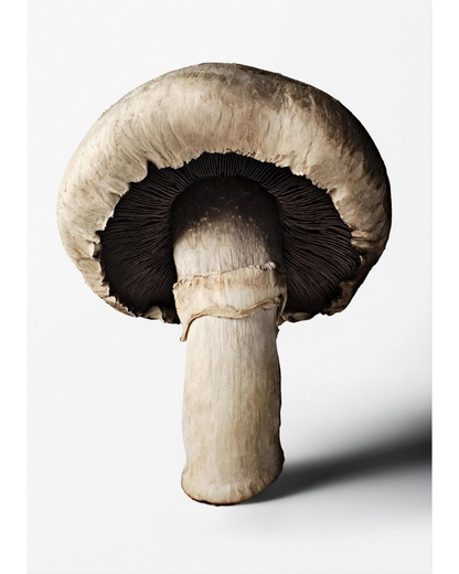 The Gourmand's Mushroom. A Collection of Stories & Recipes