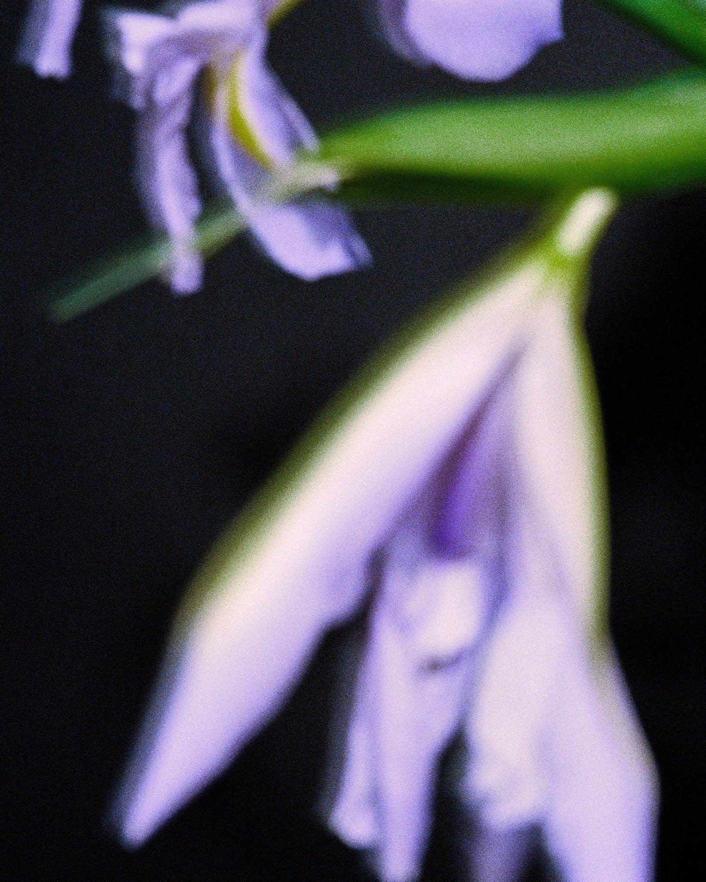 Nonfiction IRIS CONCRETE Eau de Parfum