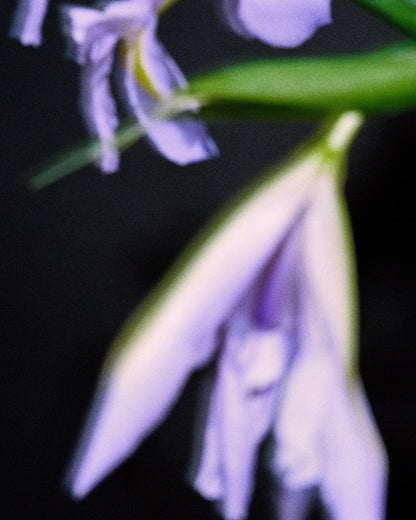 Nonfiction IRIS CONCRETE Eau de Parfum